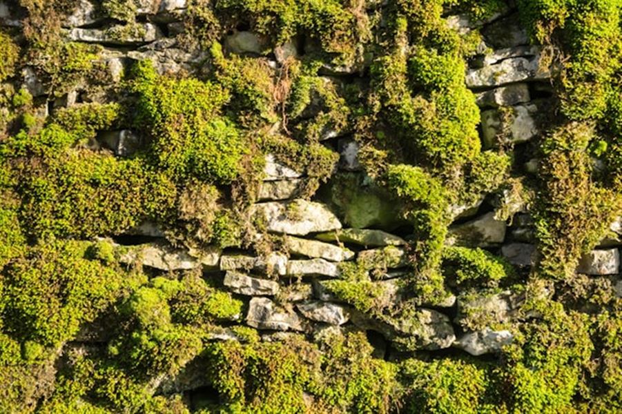 Skab et grønt signal med mos vægge